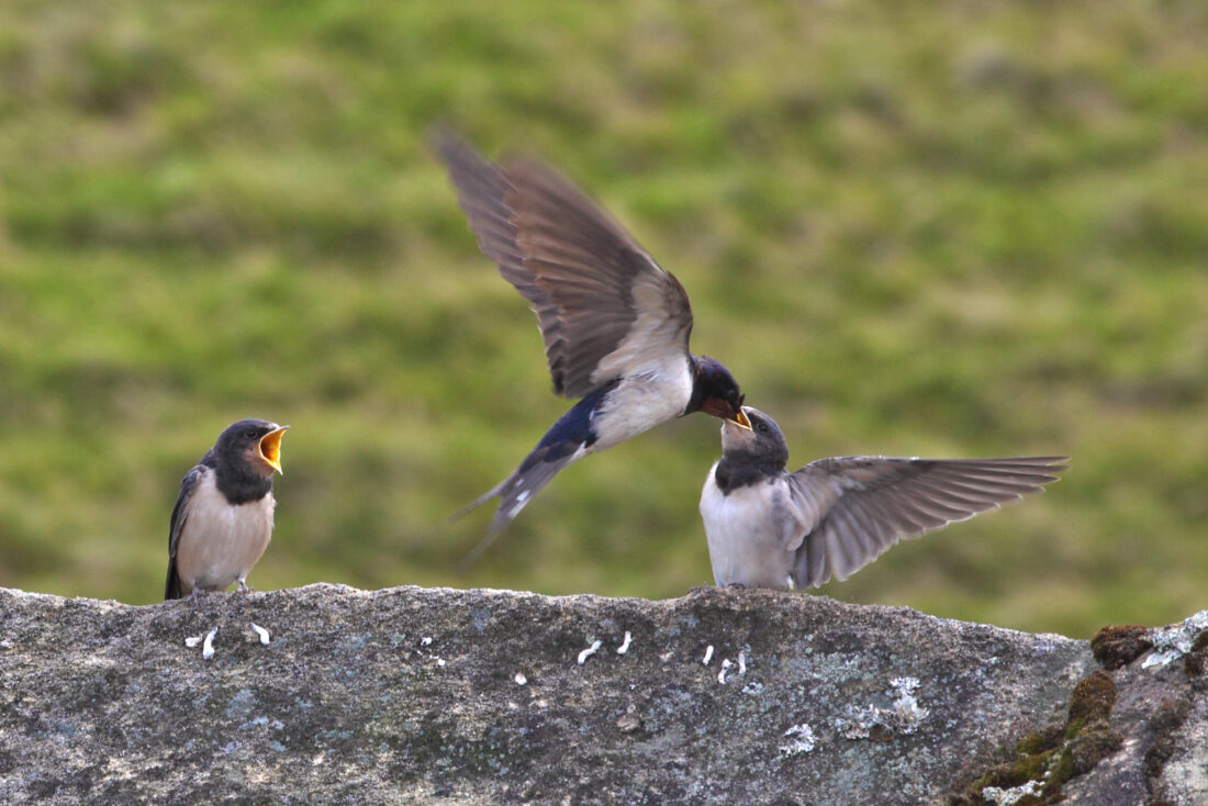 Swallows