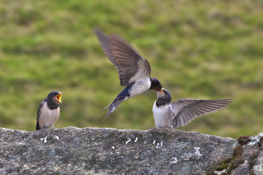 Swallows