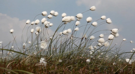 50Steps_CottonGrass smaller